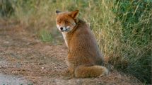 volpe-animali_Toscana-ambiente