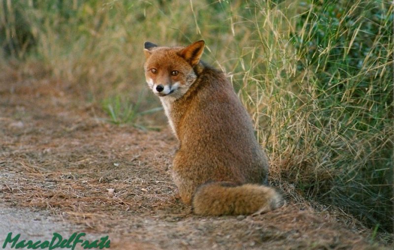 volpe-animali_Toscana-ambiente