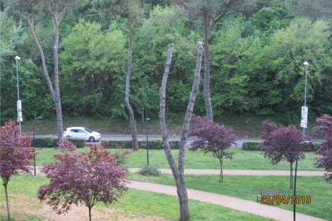 Capitozzatura di un pino al giardino del Vallone nel 2019.