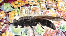 Esemplare di mosca soldato nera.