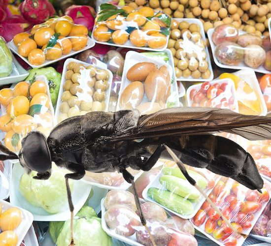 Esemplare di mosca soldato nera.
