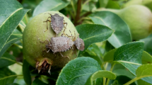cimice asiatica_insetti-alieni_Toscana-ambiente