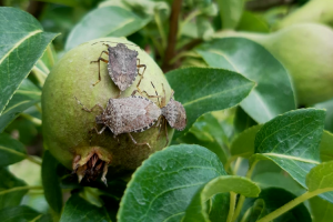 cimice asiatica_insetti-alieni_Toscana-ambiente