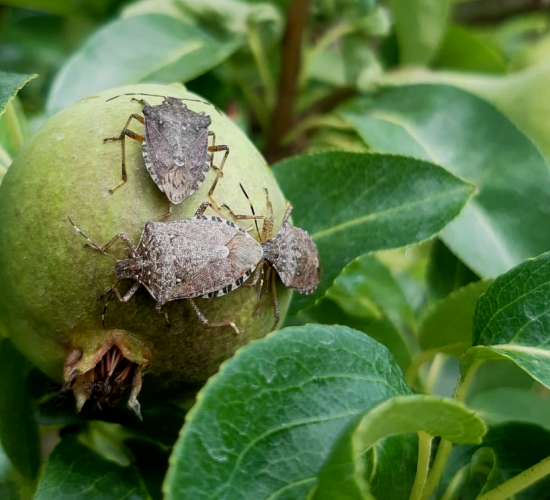 cimice asiatica_insetti-alieni_Toscana-ambiente