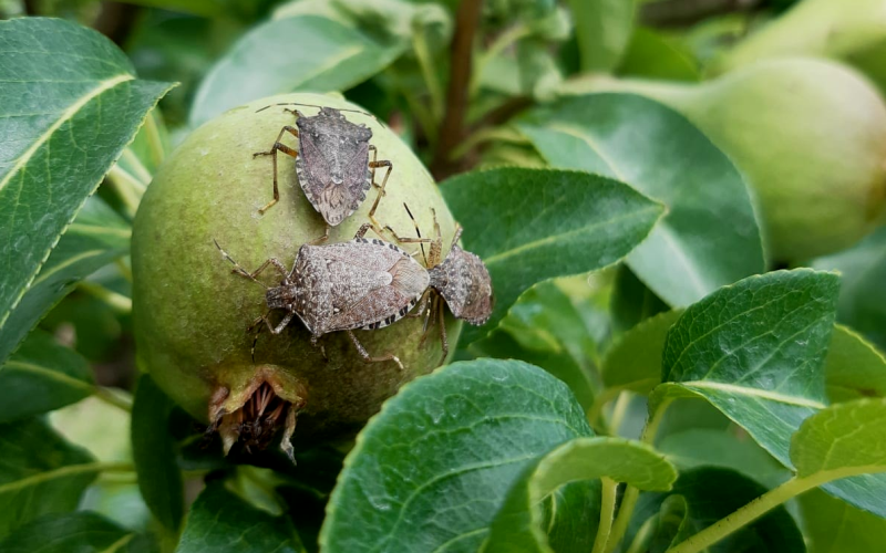 cimice asiatica_insetti-alieni_Toscana-ambiente