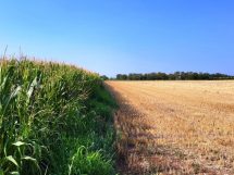 mais-grano_Toscana-ambiente