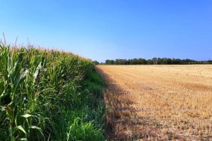 mais-grano_Toscana-ambiente