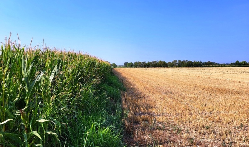 mais-grano_Toscana-ambiente