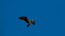 Falco-pescatore-viaggio_Toscana-ambiente