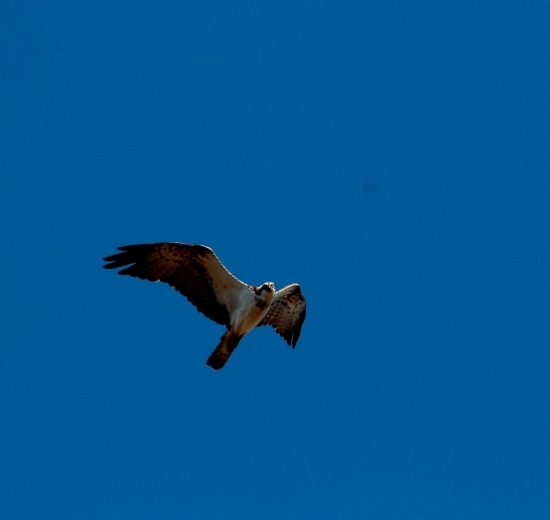 Falco-pescatore-viaggio_Toscana-ambiente