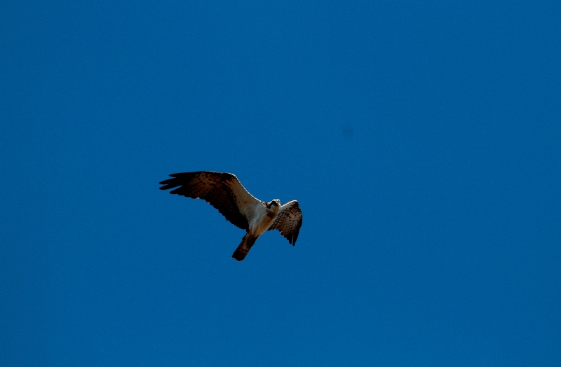 Falco-pescatore-viaggio_Toscana-ambiente