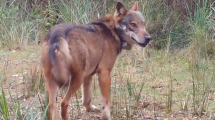 Lupo-SanRossore-fototrappole_Toscana-ambiente