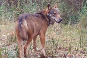 Lupo-SanRossore-fototrappole_Toscana-ambiente