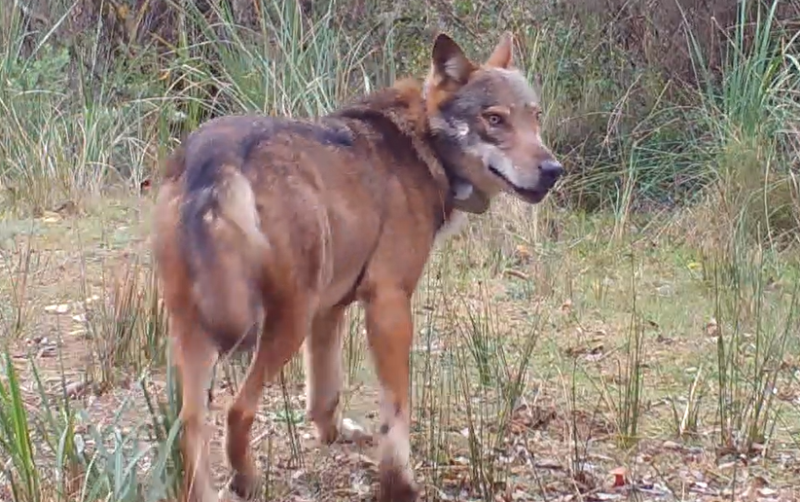 Lupo-SanRossore-fototrappole_Toscana-ambiente