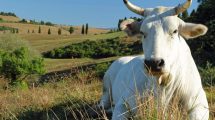 benessere-animale-bando-Toscana-Ambiente