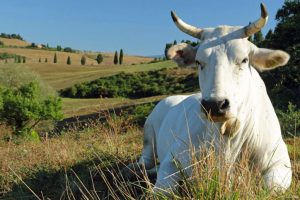 benessere-animale-bando-Toscana-Ambiente