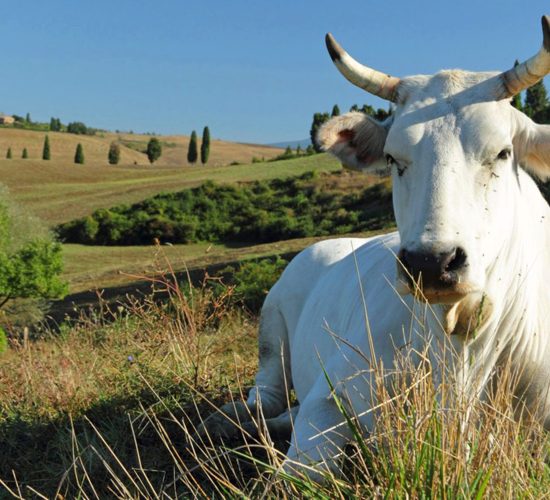 benessere-animale-bando-Toscana-Ambiente