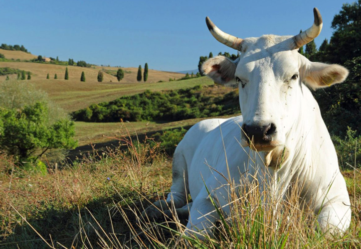 benessere-animale-bando-Toscana-Ambiente