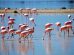fenicotteri-rosa-orbetello_Toscana-ambiente