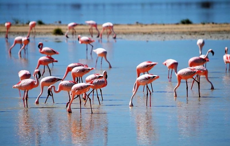 fenicotteri-rosa-orbetello_Toscana-ambiente