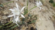 gigliodimare-ecosistemi-costieri_Toscana-ambiente