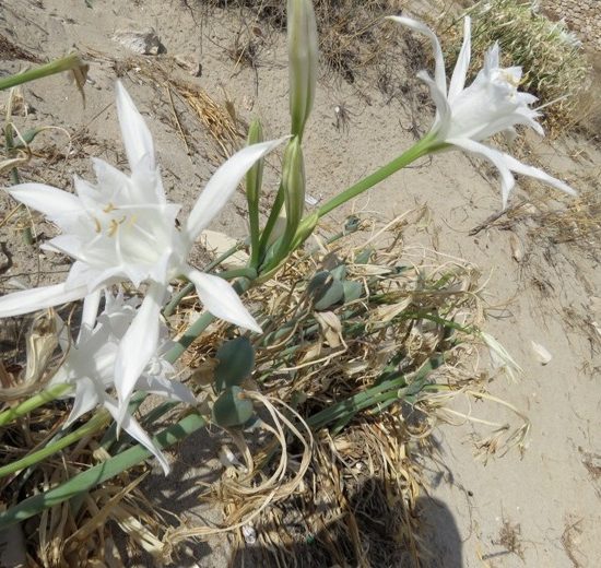 gigliodimare-ecosistemi-costieri_Toscana-ambiente