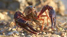 specie-aliene_Toscana-ambiente