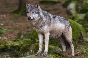 Lupo-specie-protette_Toscana-ambiente