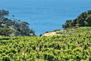 distretti-rurali-biologici-bio-Toscana-ambiente