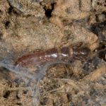 insetto-nuova-specie_Toscana-ambiente