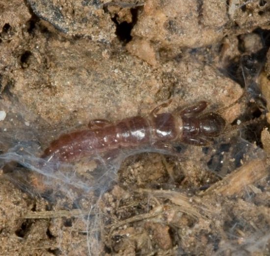 insetto-nuova-specie_Toscana-ambiente