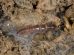 insetto-nuova-specie_Toscana-ambiente