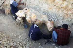 fossile-cetaceo-scoperta_Toscana-ambiente