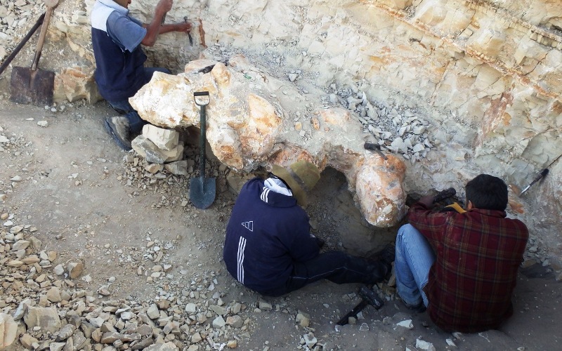 fossile-cetaceo-scoperta_Toscana-ambiente