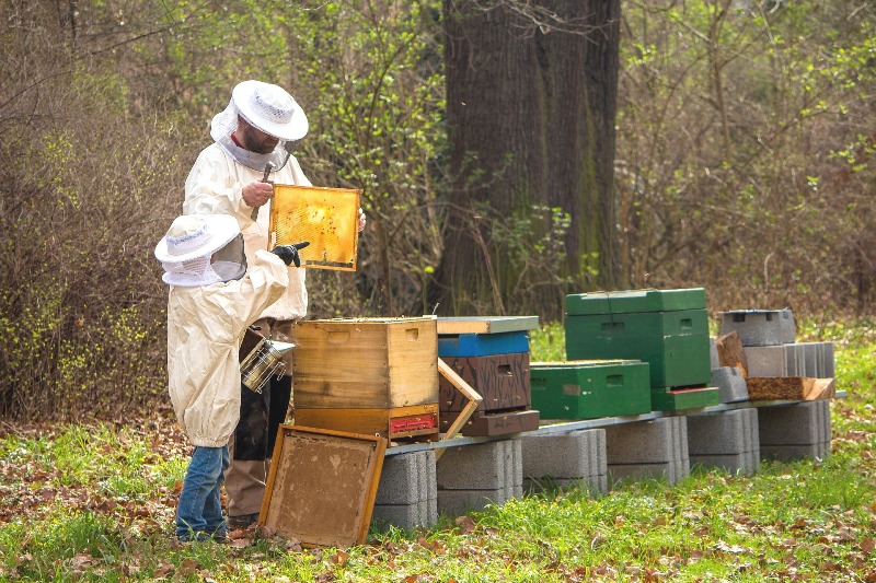 apicoltori-api_malattie_Toscana-ambiente