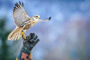 falconeria-rapaci_Toscana-ambiente