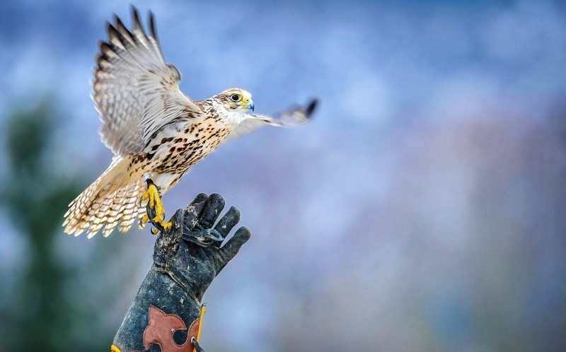 falconeria-rapaci_Toscana-ambiente