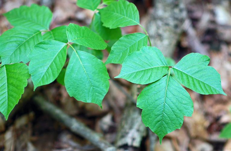 Edera velenosa (nome scientifico Toxicodendron radicans).