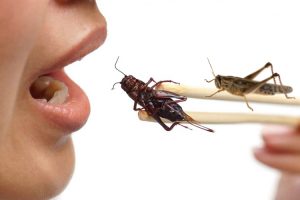 mangiare-insetti-alimentazione-toscana-ambiente
