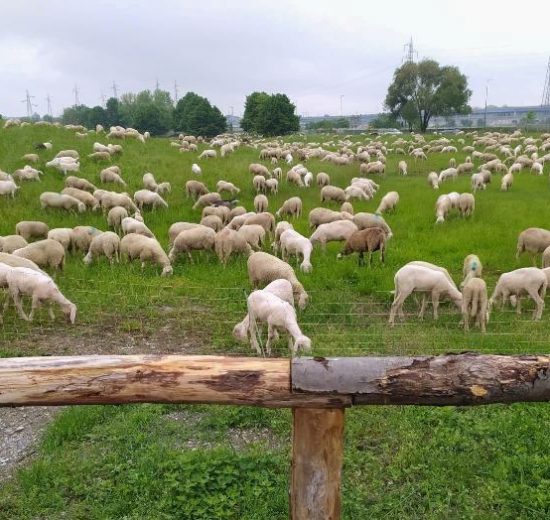 pecore-greggi-pascolo_Toscana-ambiente