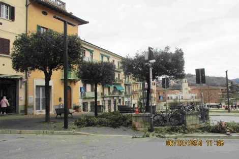 Lecci(Quercus ilex) in piazza Savonarola e via Trento