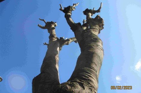 Bagolaro (Celtis australis) in viale Marconi