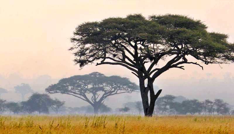 Africa-savana_Toscana-ambiente