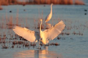 Airone-uccelli-acquatici_Toscana-ambiente