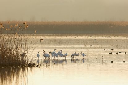 Padule di Ficecchio, aironi e spatole- foto Gianneschi