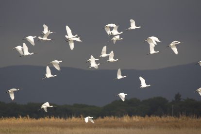 Spatole, foto Cianchi