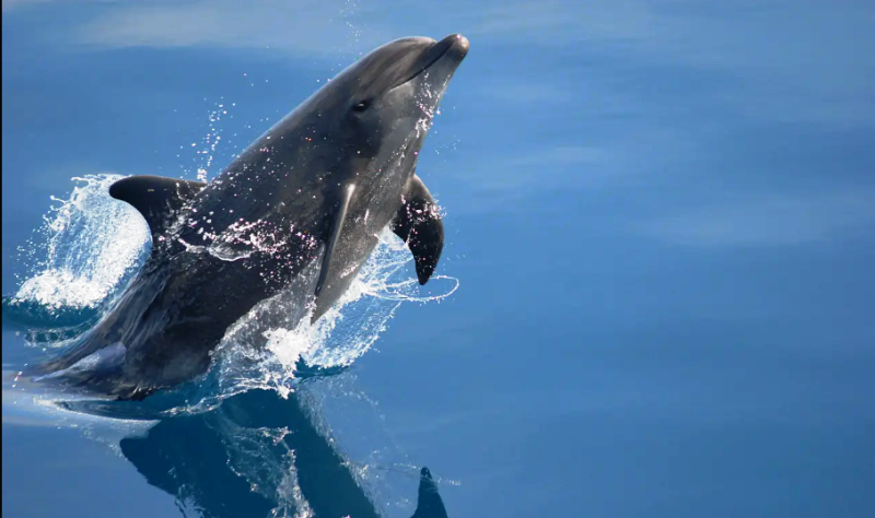 cetacei-tursiope_Toscana-ambiente