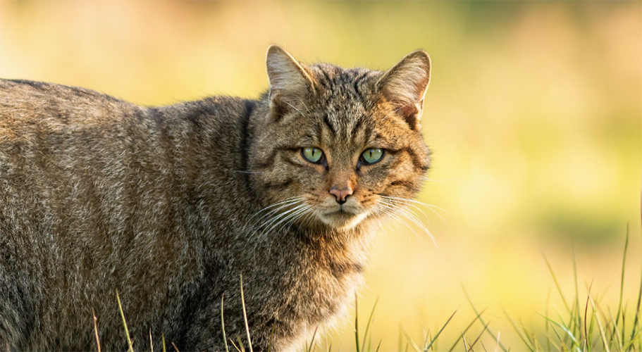 Gatto selvatico