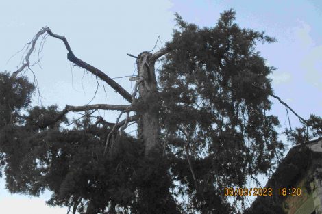 Cedro del Libano capitozzato ( Foto Comitato Ambiente Siena)