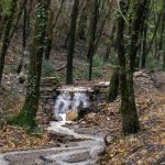 boschi-foresta_Toscana-ambiente